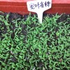 广东广州宽叶雀稗草籽 护坡绿化草种四季常青多年生宽叶草种子